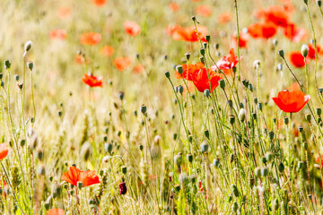 Coquelicots en été