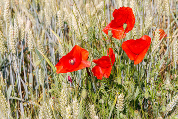 Coquelicots en été