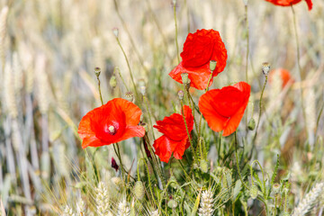 Coquelicots en été