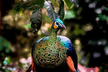 A stunning close-up portrait of a green peafowl, showcasing its vibrant iridescent plumage and...