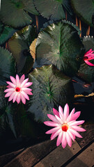 Beautiful pink water lilies blooming amongst large, dark green lily pads on a pond, with a wooden...