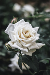 single white rose