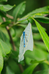 Small beautiful bright nimble winged flying blue azure with black stripes insect dragonfly male...