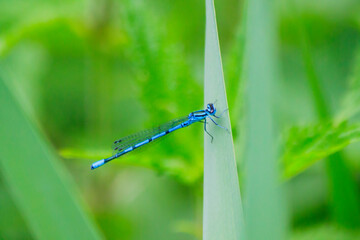 Small beautiful bright nimble winged flying blue azure with black stripes insect dragonfly male...