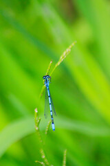 Small beautiful bright nimble winged flying blue azure with black stripes insect dragonfly male coenagrion puella with big eyes sitting on a green blade of grass near a pond in a park in summer.