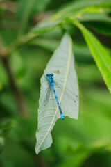 Small beautiful bright nimble winged flying blue azure with black stripes insect dragonfly male...