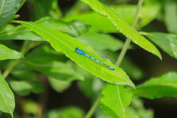 Small beautiful bright nimble winged flying blue azure with black stripes insect dragonfly male...