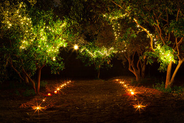 Night photo in the middle of nature showing beautiful lights among trees.