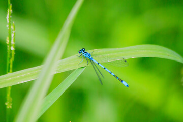 Small beautiful bright nimble winged flying blue azure with black stripes insect dragonfly male...