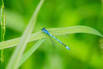 Small beautiful bright nimble winged flying blue azure with black stripes insect dragonfly male...