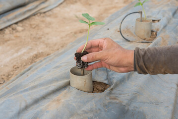 Plant the melon sapling in the soil 