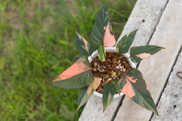 Big form of Homalomena Pink Diamond in the pot  
