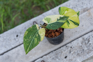 Philodendron Gloriosum Tri Color Variegated in the pot 