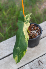  Philodendron Florida beauty x Bob cee on the ground 