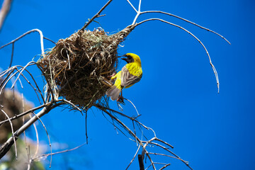 yellow bird nest