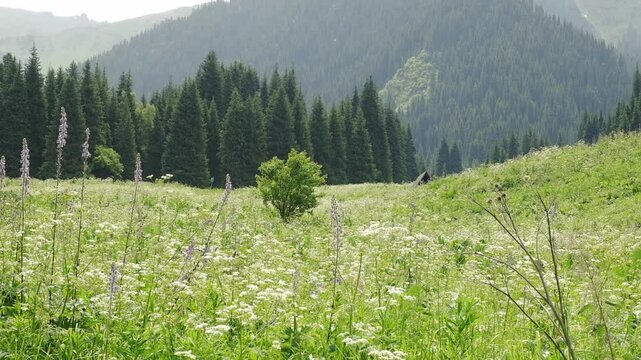 Beautiful field with white flowers in the mountains in summer, gorge leading to the Kok Zhailau plateau in Almaty Kazakhstan