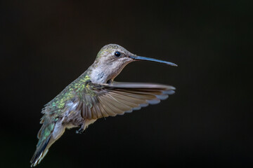 Female black-chinned hummingbird flying against almost black background © Brian Peterson