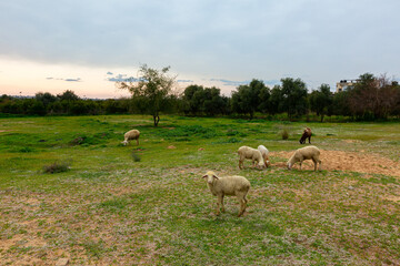 Natural photo of farm animals with nature.