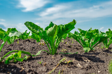 Fresh sugar beet seedlings growing in cultivated field, showing off lush green leaves under...