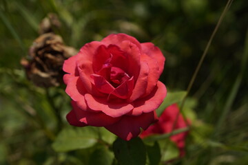 red valentine rose