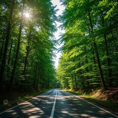 Obraz premium road in the forest