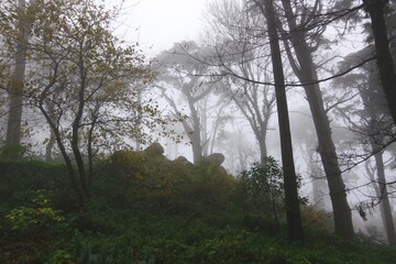misty morning in the forest
