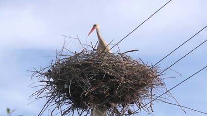 stork nest against blue sky