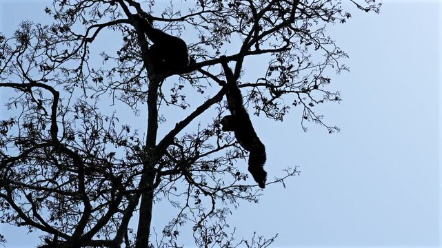 Siamang gibbon climbing a tall tree inside a zoo enclosure, captured mid-motion, long arms extended. Natural lighting highlights its primate agility and behaviour. Fully released for commercial use