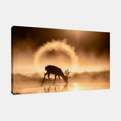 Silhouette of a deer drinking water, mist swirling around