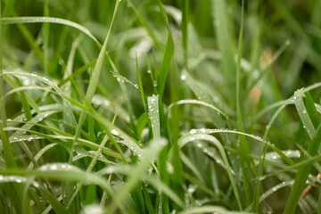A close-up shot of vibrant green grass blades glistening with water droplets, creating a refreshing and natural scene. 