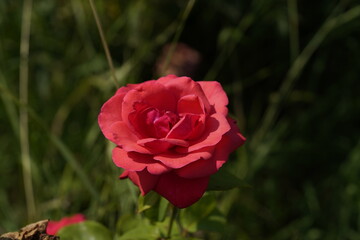 red valentine rose