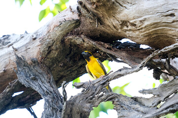 A little bird takes shelter from the heat on a branch.