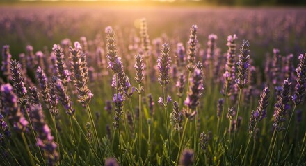 Fototapeta premium Lavender Flowers Gently Swaying in a Sunlit Breeze with Soft Focus Background 