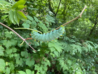 caterpillar on a branch