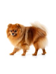Adorable Pomeranian Dog in Studio Shot fluffy, reddish-brown