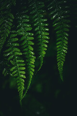 Top view of Wet fern leaves in dark moody forest lighting green fern leaves in fores