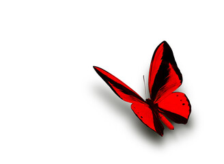 Beautiful multi-colored real butterfly flying on a white background