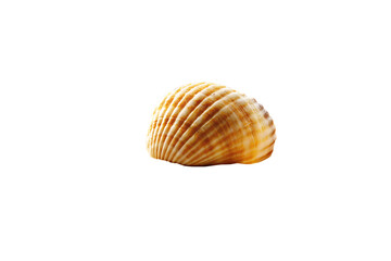 Single Light Brown Seashell Studio Shot High Resolution Image A I Generated isolated on a transparent background