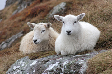 Fototapeta premium Two sheep peacefully rest on a rock surrounded by grasses and hills under a cloudy sky