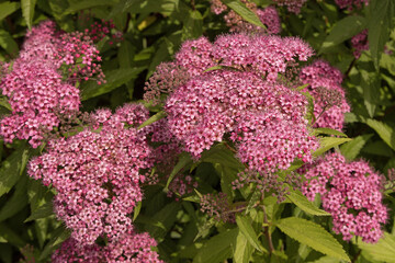 Spiraea bumalda 'Anthony Waterer'	