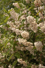 Deutzia scabra en fleurs