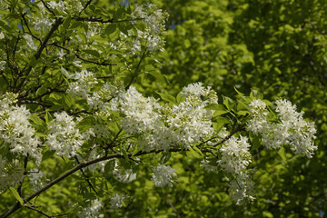 Saphylea colchica en fleurs