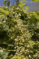 Holboellia latifolia