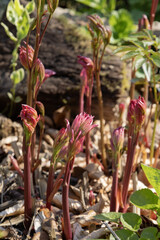 Pousse de pivoine dans un massif au printemps