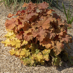 Feuillage d'Heuchère	