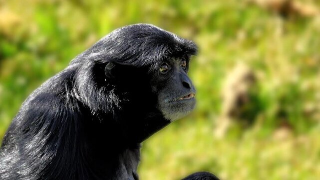 Extreme close-up of a siamang ape sitting quietly in a zoo enclosure, appearing deep in thought. Shot in 4K handheld. Fully released for commercial use.