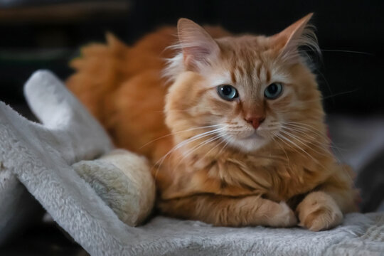 Portrait of a cute, fluffy ginger cat on a dark background