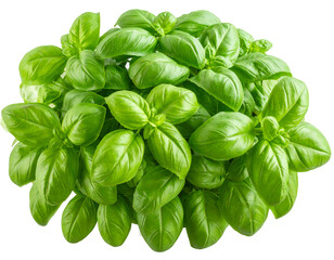 Lush green basil leaves on a transparent background