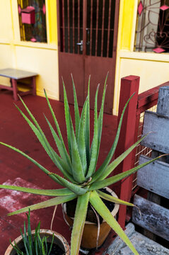 Potted aloe vera in red courtyard