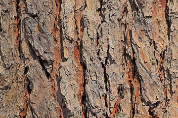Background, texture of old cypress bark